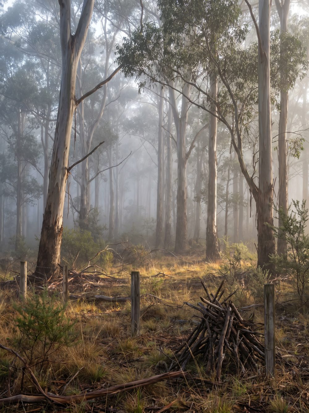 Misty Australian eucalypt woodland