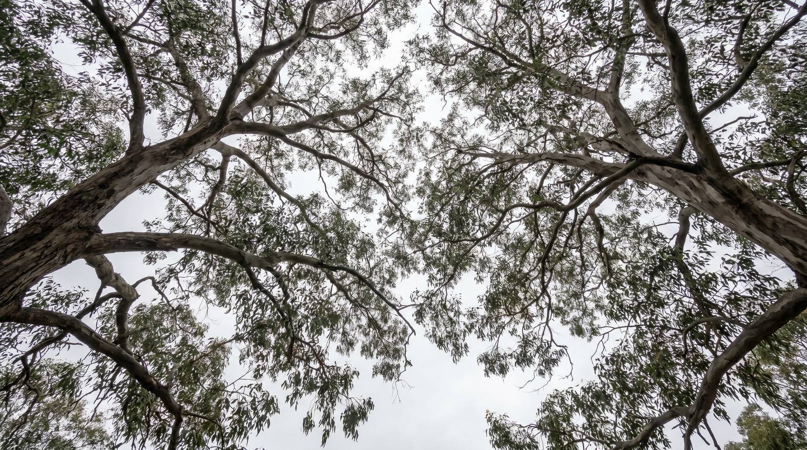 Looking up into a eucalypt canopy